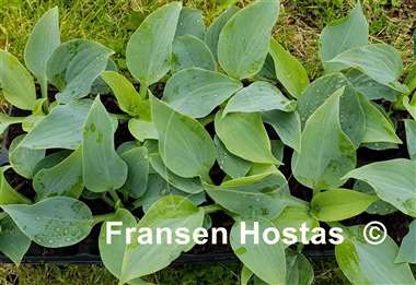 Hosta Celestial Sea Glass